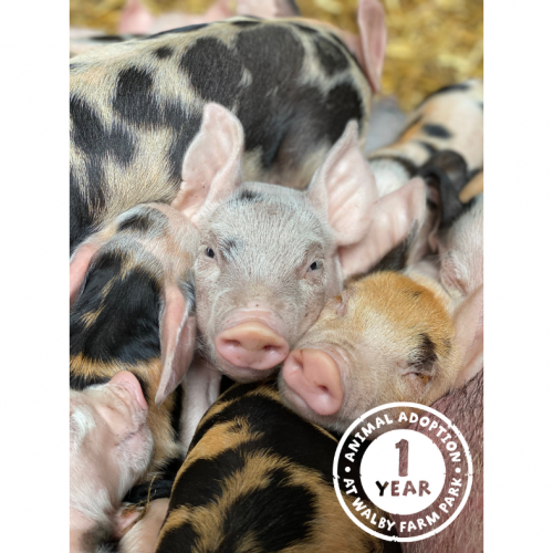 Pigs Adoption Package Â£29.00
