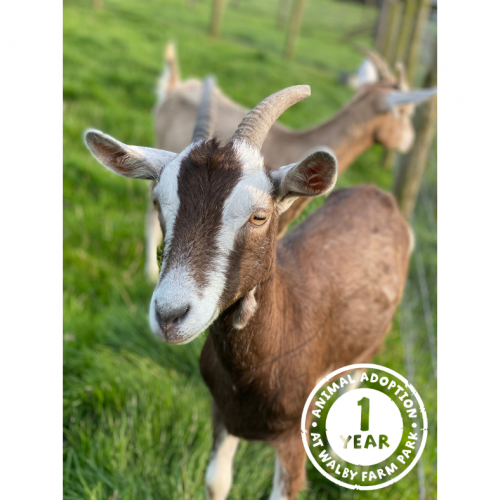 Pygmy Goats Adoption Package £29.00