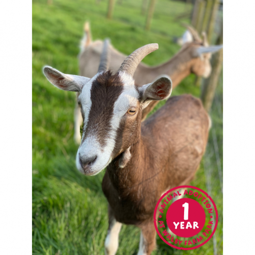 Pygmy Goats Adoption Premium Package £39.00