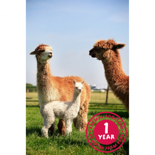 Llamas & Alpacas Adoption Premium Package Â£39.00