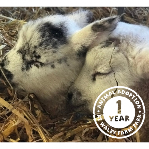 Sheep & Lambs Adoption Package £29.00