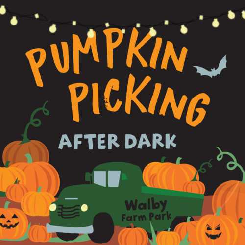 AFTER DARK Pumpkin Picking 2025 Grown Ups and Families Welcome 6.30-10pm