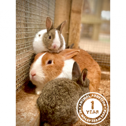 Rabbits Adoption Package Â£29.00