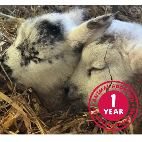 Sheep & Lambs Adoption Premium Package £39.00