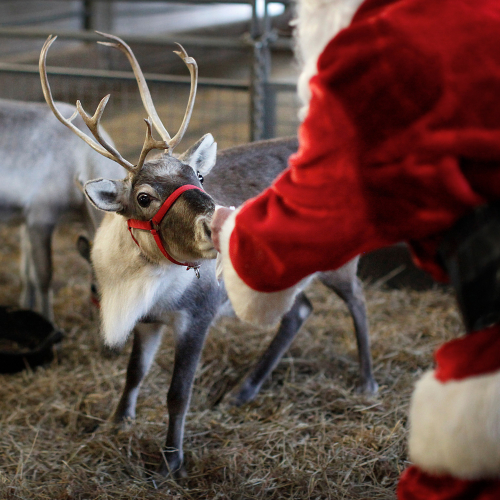 Father Christmas On The Farm 2025!